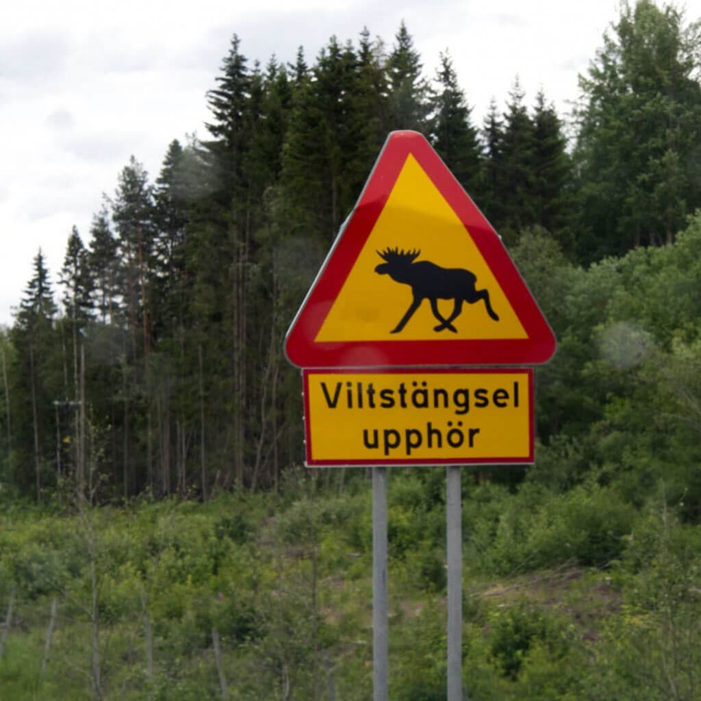 Parc nationaux et Elans en Suède.