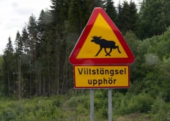 Parc nationaux et Elans en Suède.